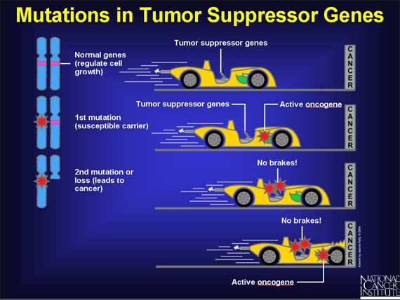 Mutations in Tumor Suppressor Genes