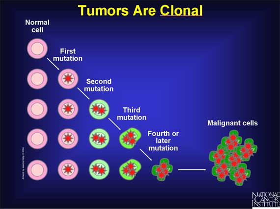 Tumors Are Clonal