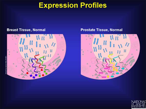 Cancer Genome Project - Expression Profiles