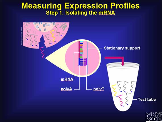 Measuring Expression Profiles: Step 1. Isolating the mRNA