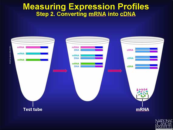 Measuring Expression Profiles: Step 2. Converting mRNA into cDNA