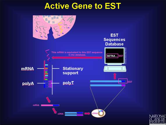 Active Gene to EST