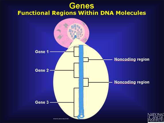 Genes: Functional Regions Within DNA Molecules