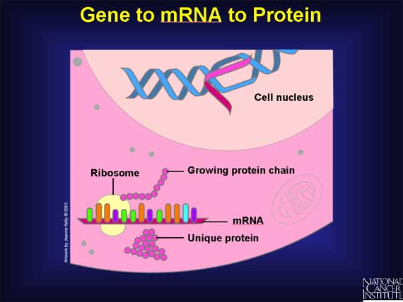 Gene to mRNA to Protein