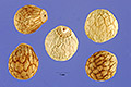 View a larger version of this image and Profile page for Perilla frutescens (L.) Britton