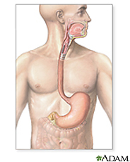 Ilustración del sistema gastrointestinal superior