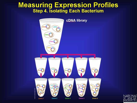 Measuring Expression Profiles: Step 4. Isolating Each Bacterium