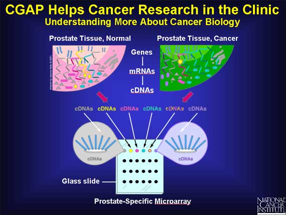 CGAP Helps Cancer Research in the Clinic: Understanding More About Cancer Biology