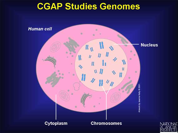 CGAP Studies Genomes