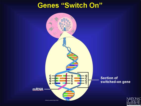 Genes Switch On