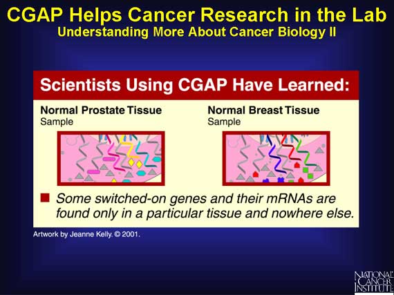 CGAP Helps Cancer Research in the Lab: Understanding More About Cancer Biology II