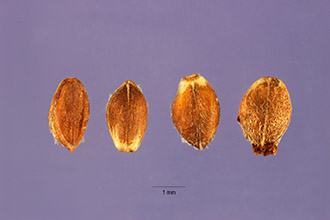 Photo of Paspalum malacophyllum Trin.