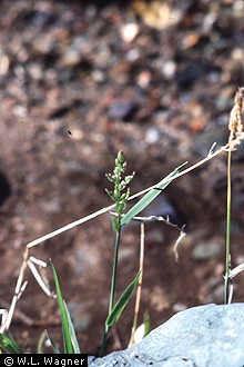 Photo of Polypogon viridis (Gouan) Breistr.