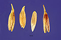 View a larger version of this image and Profile page for Polypogon viridis (Gouan) Breistr.