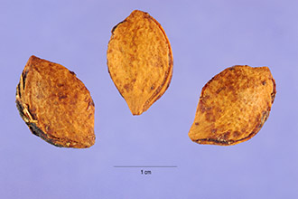 Photo of Prunus domestica L.