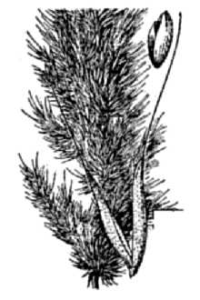 Line Drawing of Polypogon interruptus Kunth