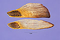 View a larger version of this image and Profile page for Pinus patula Schiede ex Schltdl. & Cham.