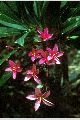 View a larger version of this image and Profile page for Plumeria rubra L.