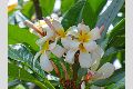 View a larger version of this image and Profile page for Plumeria rubra L.