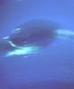 Neptune Great Dark Spot in High Resolution