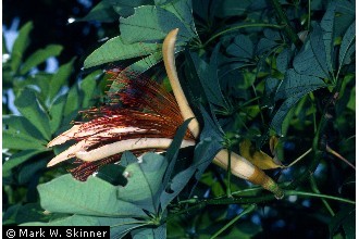 Photo of Pachira aquatica Aubl.