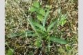 View a larger version of this image and Profile page for Plantago lanceolata L.