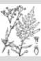 View a larger version of this image and Profile page for Parthenium hysterophorus L.