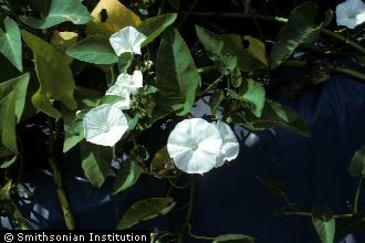 Photo of Ipomoea aquatica Forssk.