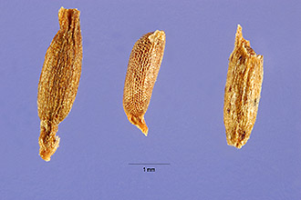 Photo of Hydrilla verticillata (L. f.) Royle