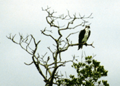 eagle in tree image