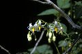 View a larger version of this image and Profile page for Solanum dulcamara L.