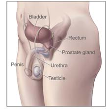 The Prostate