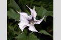 View a larger version of this image and Profile page for Datura stramonium L.