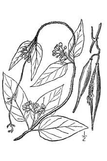 Line Drawing of Cynanchum louiseae Kartesz & Gandhi