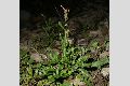 View a larger version of this image and Profile page for Rumex acetosella L.
