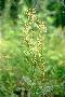 View a larger version of this image and Profile page for Rumex acetosella L.