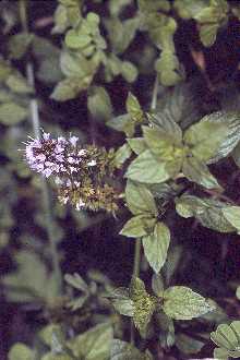 Photo of Mentha ×piperita L. (pro sp.) [aquatica × spicata]