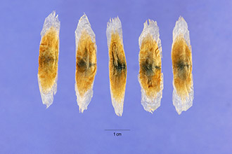 Photo of Macfadyena unguis-cati (L.) A.H. Gentry