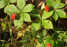 Colorful red bunch berry adorns the forest floor.