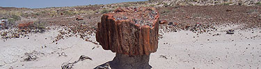 pedestal log, Photo by Marge Post/NPS