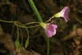 View a larger version of this image and Profile page for Oxalis violacea L.