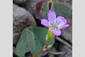 View a larger version of this image and Profile page for Oxalis violacea L.