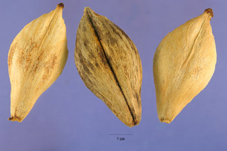 Photo of Ochrosia elliptica Labill.