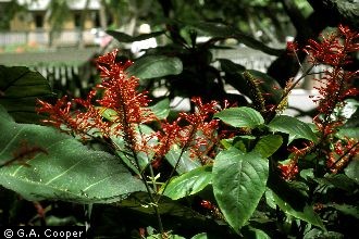 Photo of Odontonema tubiforme (Bertol.) Kuntze