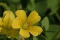 View a larger version of this image and Profile page for Oxalis stricta L.