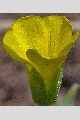 View a larger version of this image and Profile page for Oxalis dillenii Jacq.