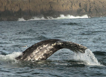 Whales along the coastline