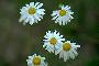 View a larger version of this image and Profile page for Anthemis cotula L.