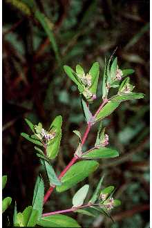 Photo of Chamaesyce maculata (L.) Small