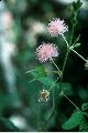 View a larger version of this image and Profile page for Mimosa pudica L.